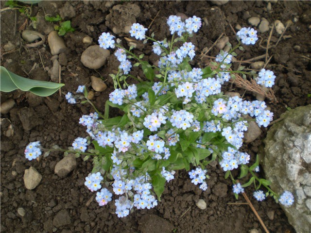 potočnica
